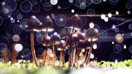 Rhythms of the Mind: Exploring Truffle Ceremonial Practices